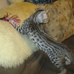 Mau, silver Male, DOB 7-25-17