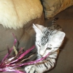 Mau, silver Male, DOB 7-25-17