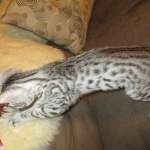 Mau, silver Male, DOB 7-25-17