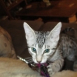 Mau, silver Male, DOB 7-25-17