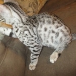 Mau, silver Male, DOB 7-25-17