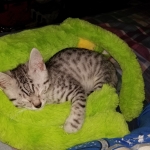 Savannah, Mau, Silver w/tarnish, Female DOB 3-10-18