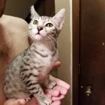 Savannah, Mau, Silver w/tarnish, Female DOB 3-10-18