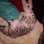 Savannah, Mau, Silver w/tarnish, Female DOB 3-10-18