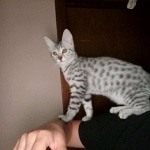 Savannah, Mau, Silver w/tarnish, Female DOB 3-10-18