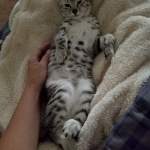 Savannah, Mau, Silver w/tarnish, Female DOB 3-10-18