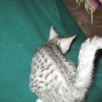 Mau, Silver w/tarnish, Female DOB 3-10-18