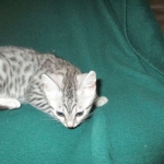 Mau, Silver w/tarnish, Female DOB 3-10-18