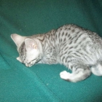 Mau, Silver w/tarnish, Female DOB 3-10-18