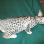 Mau, Silver w/tarnish, Female DOB 3-10-18