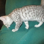 Mau, Silver w/tarnish, Female DOB 3-10-18