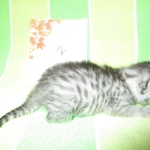 Mau, Silver w/tarnish, Female DOB 3-10-18