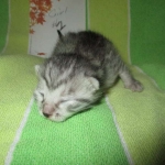 Mau, Silver w/tarnish, Female DOB 3-10-18