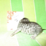 Mau, Silver w/tarnish, Female DOB 3-10-18