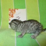 Mau, Silver w/tarnish, Female DOB 3-10-18