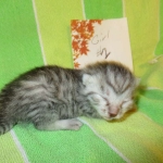 Mau, Silver w/tarnish, Female DOB 3-10-18