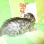 Mau, Silver w/tarnish, Female DOB 3-10-18