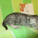 Mau, Silver w/tarnish, Female DOB 3-10-18