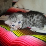 Mau, Silver w/tarnish, Female DOB 3-10-18