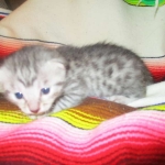 Mau, Silver w/tarnish, Female DOB 3-10-18