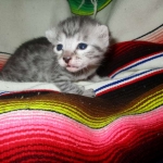 Mau, Silver w/tarnish, Female DOB 3-10-18