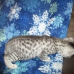 Mau, Silver w/tarnish, Female DOB 3-10-18