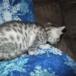 Mau, Silver w/tarnish, Female DOB 3-10-18