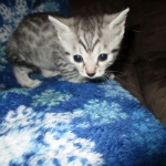 Mau, Silver w/tarnish, Female DOB 3-10-18