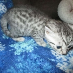 Mau, Silver w/tarnish, Female DOB 3-10-18