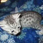 Mau, Silver w/tarnish, Female DOB 3-10-18