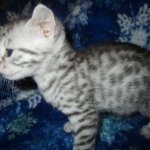 Mau, Silver w/tarnish, Female DOB 3-10-18