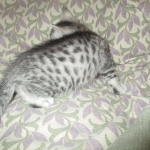 Mau, Silver w/tarnish, Female DOB 3-10-18