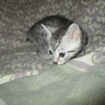 Mau, Silver w/tarnish, Female DOB 3-10-18