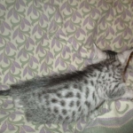 Mau, Silver w/tarnish, Female DOB 3-10-18