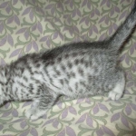 Mau, Silver w/tarnish, Female DOB 3-10-18