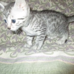 Mau, Silver w/tarnish, Female DOB 3-10-18