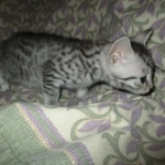 Mau, Silver w/tarnish, Female DOB 3-10-18