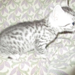 Mau, Silver w/tarnish, Female DOB 3-10-18