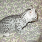 Mau, Silver w/tarnish, Female DOB 3-10-18