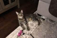 Abeni Olabisi, (Sisi) Egyptian Mau Silver/Bronze female DOB 3-11-17