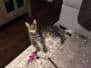 Abeni Olabisi, (Sisi) Egyptian Mau Silver/Bronze female DOB 3-11-17