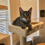 Sisi ,Egyptian Mau silver/bronze female DOB 3-11-17