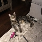 Sisi ,Egyptian Mau silver/bronze female DOB 3-11-17