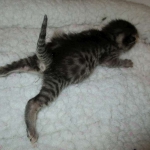 Egyptian Mau silver/bronze female DOB 3-11-17