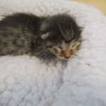 Egyptian Mau silver/bronze female DOB 3-11-17