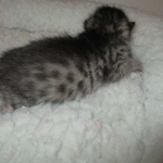 Egyptian Mau silver/bronze female DOB 3-11-17
