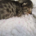 Egyptian Mau silver/bronze female DOB 3-11-17