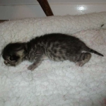 Egyptian Mau silver/bronze female DOB 3-11-17