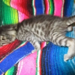 Egyptian Mau silver/bronze female DOB 3-11-17