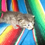 Egyptian Mau silver/bronze female DOB 3-11-17